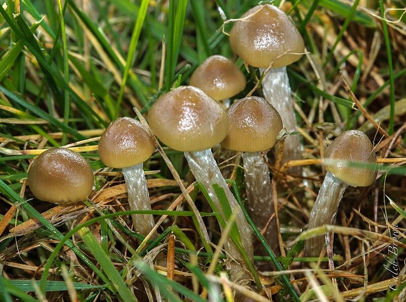 Top 10 Different Types of Psychedelic (Magic) Mushrooms