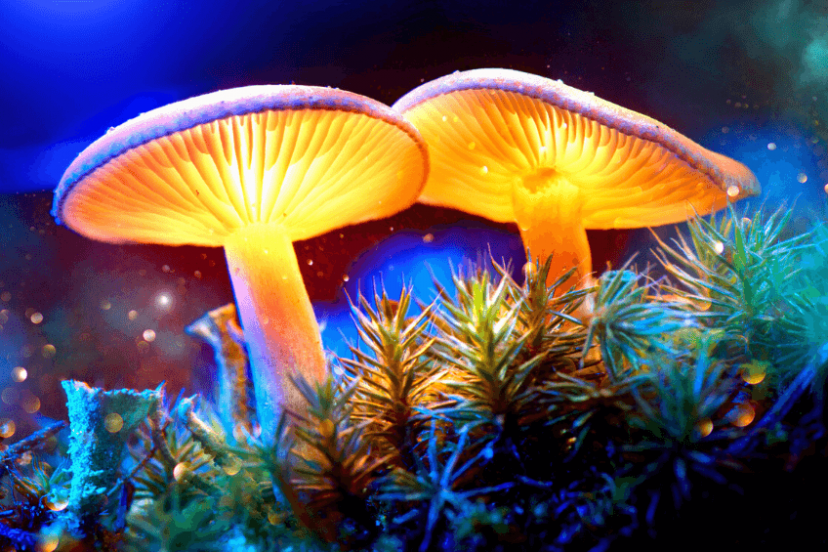 magic mushrooms