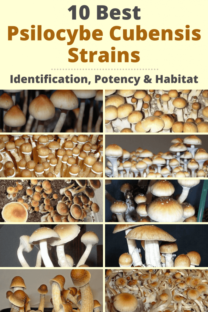 Psilocybe Cubensis Varieties and Types, Spores and Strains