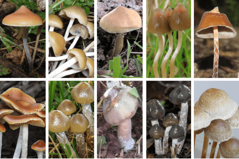 Types Of Magic Mushrooms