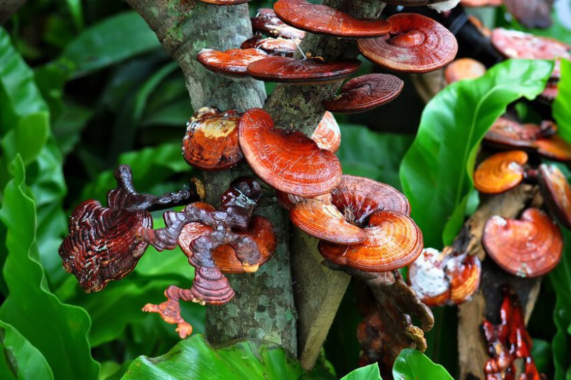 Reishi Mushroom Health Benefits