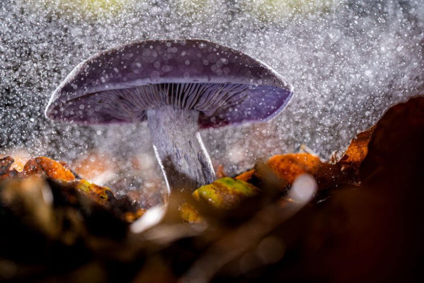 How To Grow Mushrooms From Spores