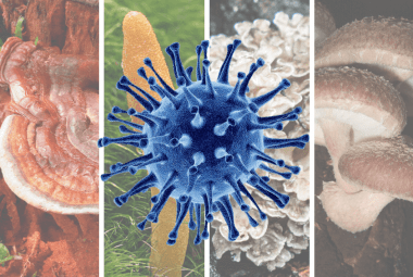 Medicinal Mushrooms For Viruses Immune Health