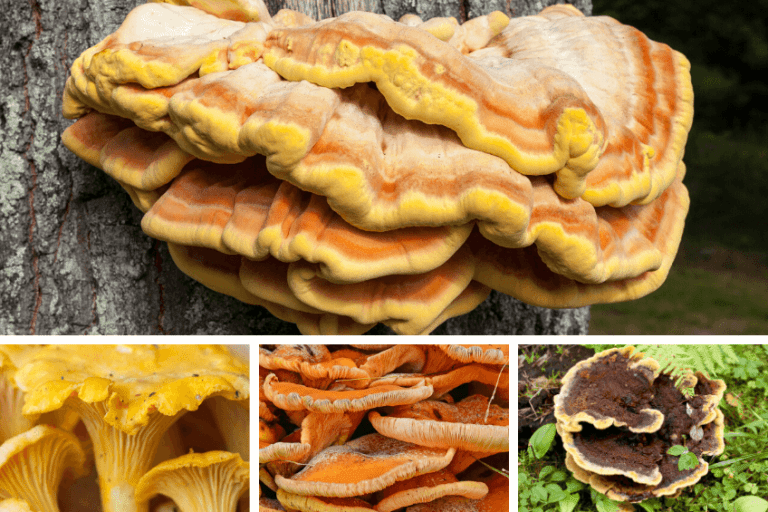 Chicken Of The Woods Mushroom Identification And Look Alikes