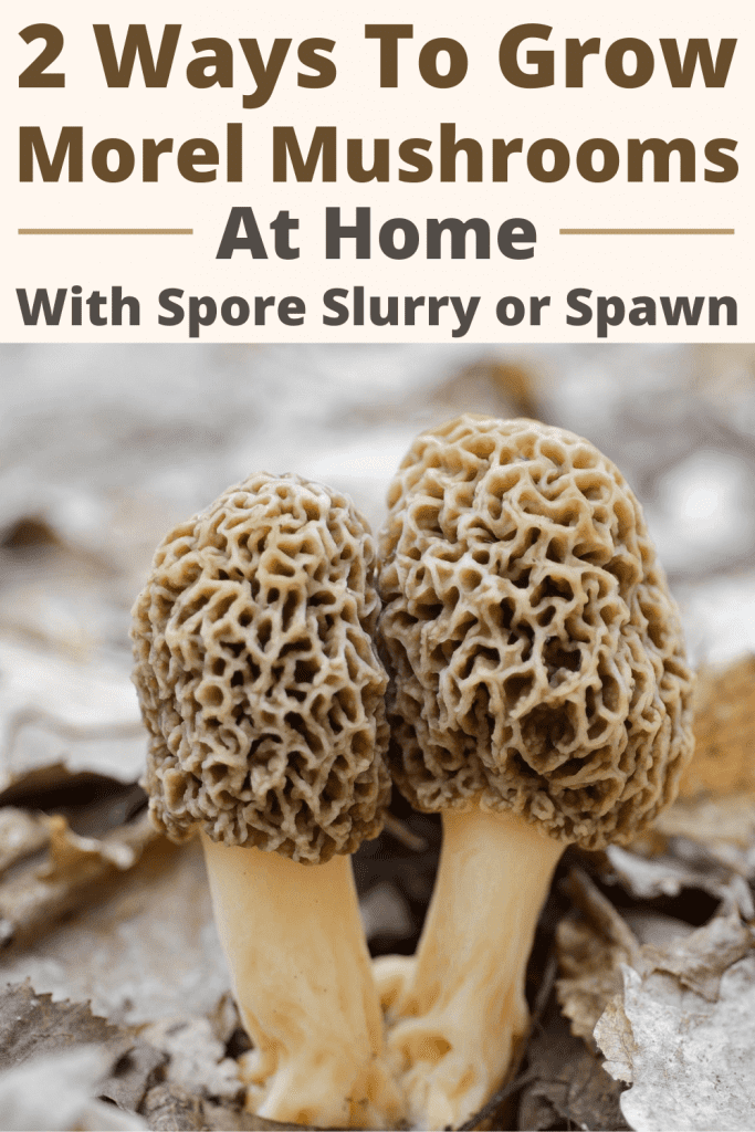 How to Grow Morel Mushrooms at Home Outdoors