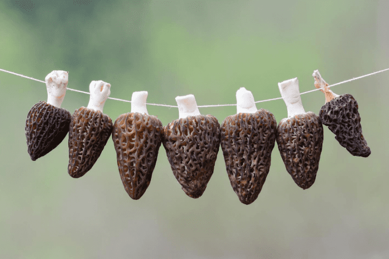 How to Dry and Dehydrate Morel Mushrooms