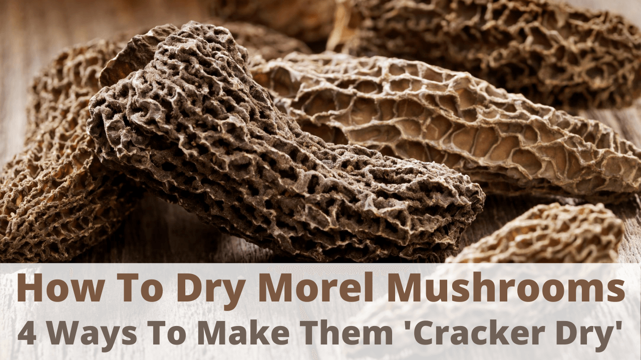 Morel Mushroom Health Benefits & Nutrition Facts