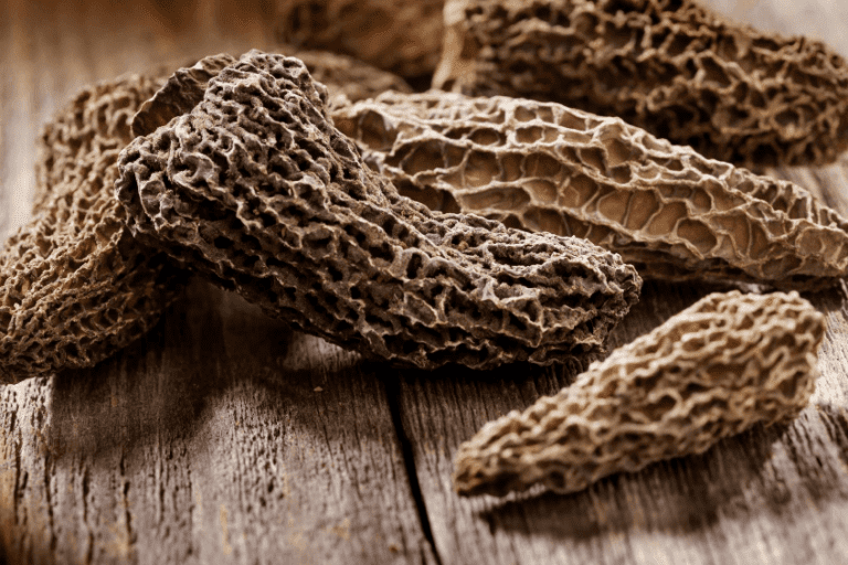 How to Dry and Dehydrate Morel Mushrooms