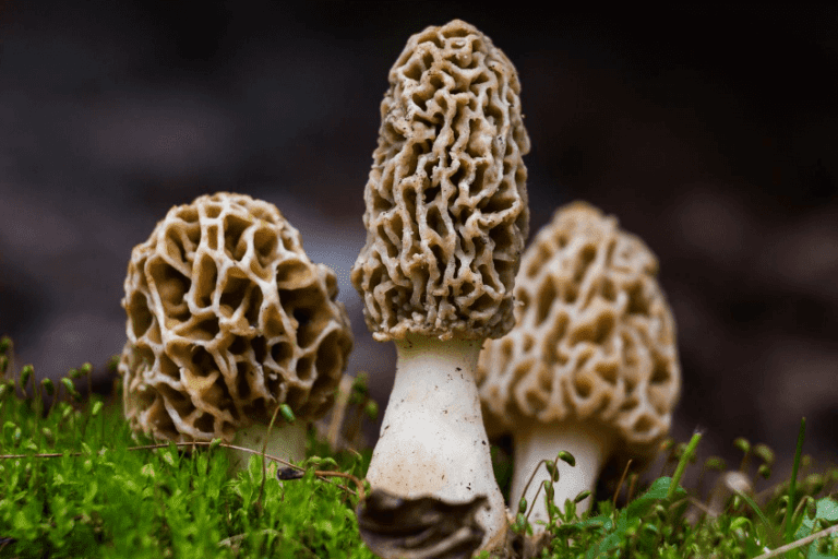 How to Grow Morel Mushrooms at Home Outdoors