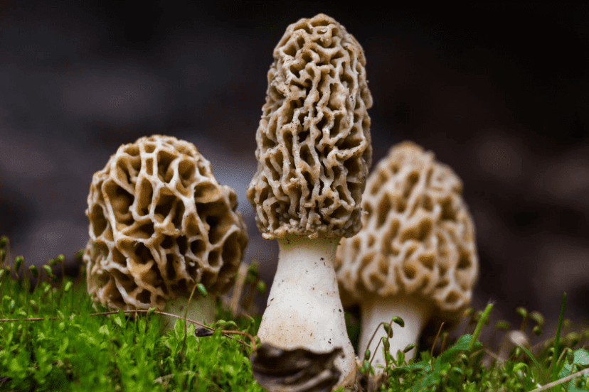 How to Grow Mushrooms Outdoors at Home