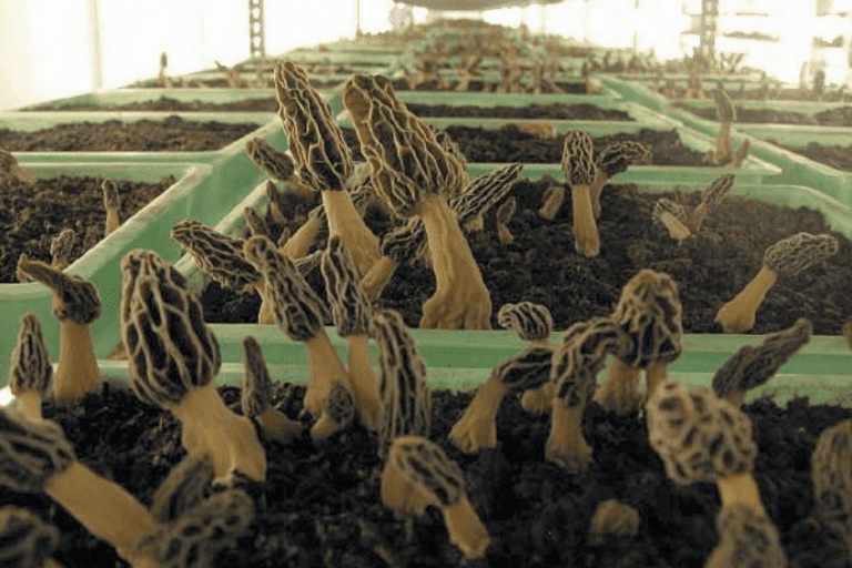 How to Grow Morel Mushrooms Indoors Cultivation Guide