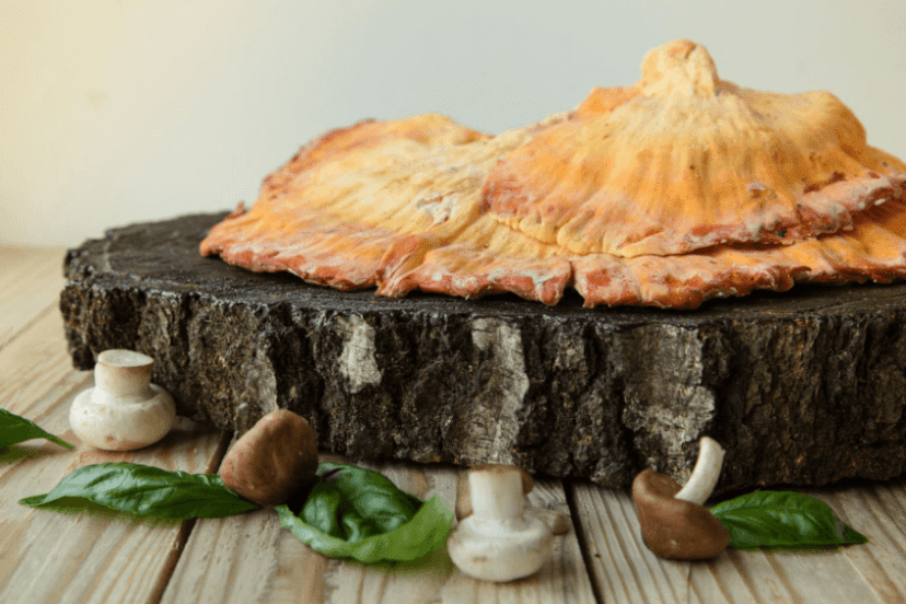 How To Store Chicken Of The Woods Mushroom