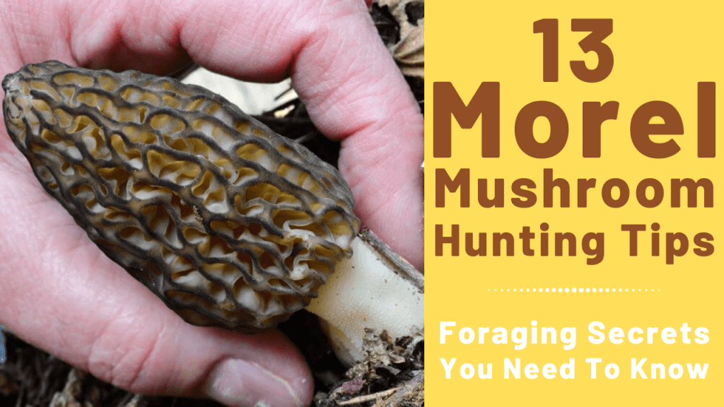 How Many Different Types of Morel Mushrooms Are There?
