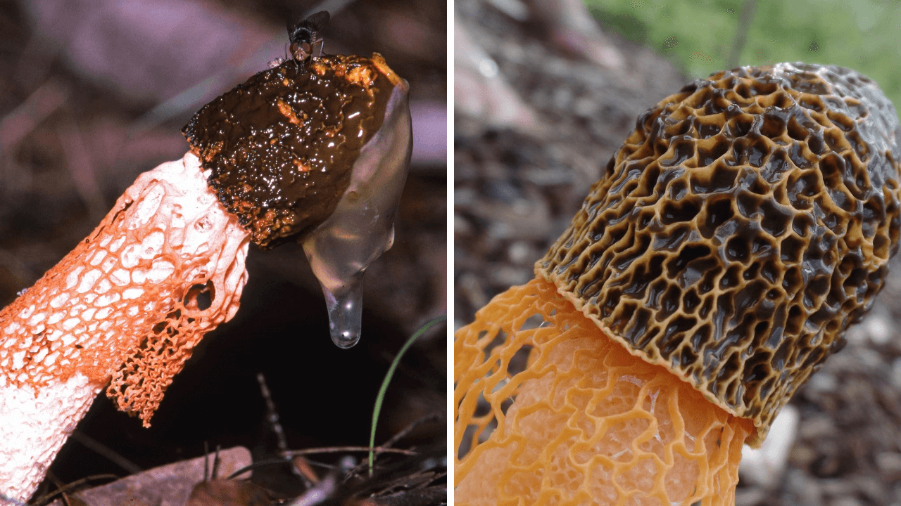 True Morel vs Poisonous False Morel Morel Look Alikes
