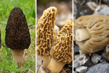 Types Of Morel Mushrooms Identification