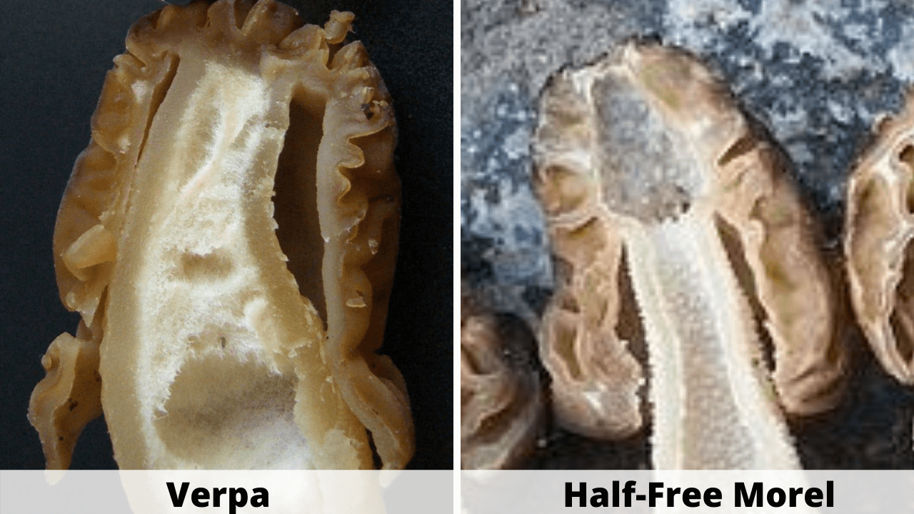 True Morel vs Poisonous False Morel Morel Look Alikes