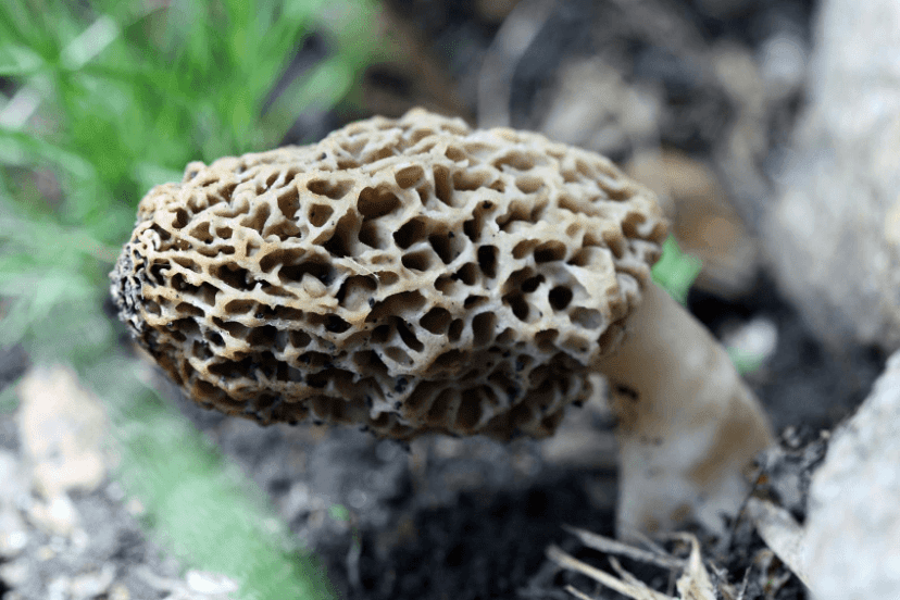 What Are Morel Mushrooms