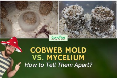Cobweb Mold Vs Mushroom Mycelium - How To Tell Them Apart