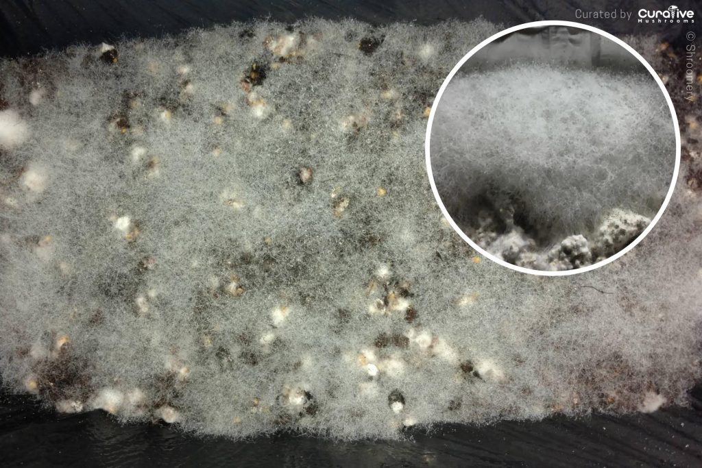 Mold on Mushrooms Mycelium & Substrate Black, Green, Others
