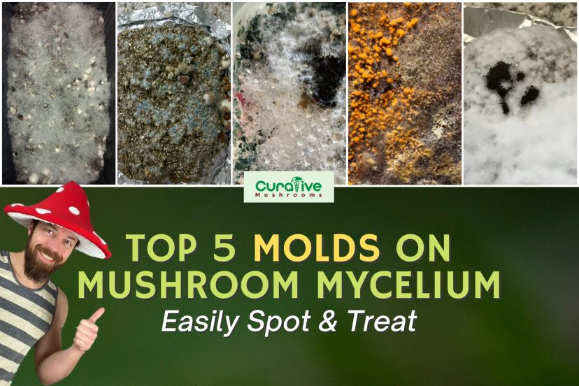 Top 5 Molds On Mushroom Mycelium Easily Spot & Treat