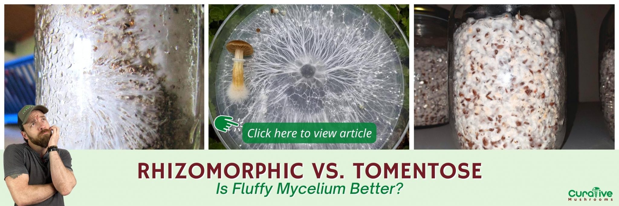 What is Mycelium Mushroom Mycelium Network & Definition