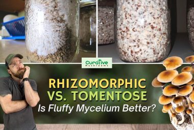 Rhizomorphic Vs Tomentose_Is Fluffy Mycelium Better Than Stringlike_Curative Mushrooms