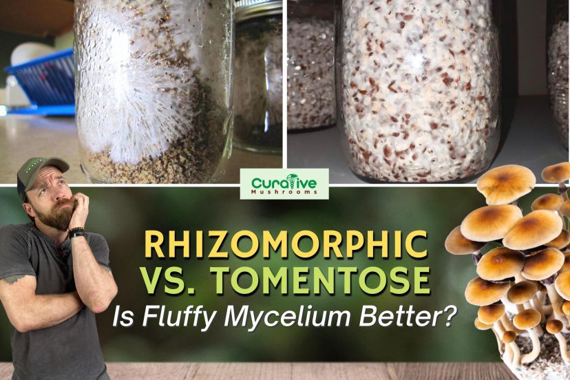 Rhizomorphic Vs Tomentose_Is Fluffy Mycelium Better Than Stringlike_Curative Mushrooms