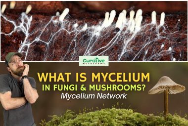 What Is Mycelium In Fungi & Mushrooms | Mycelium Network - Curative Mushrooms