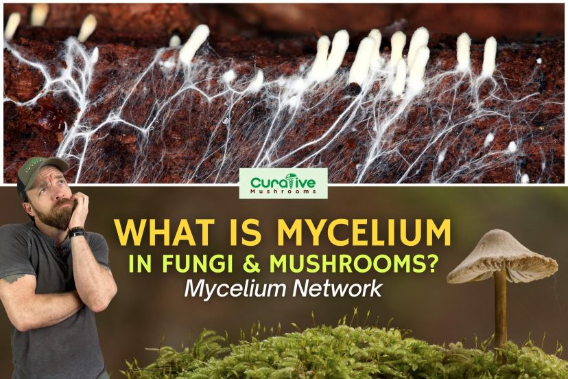 Mushroom mycelium connects all life in the woods, as a vast network