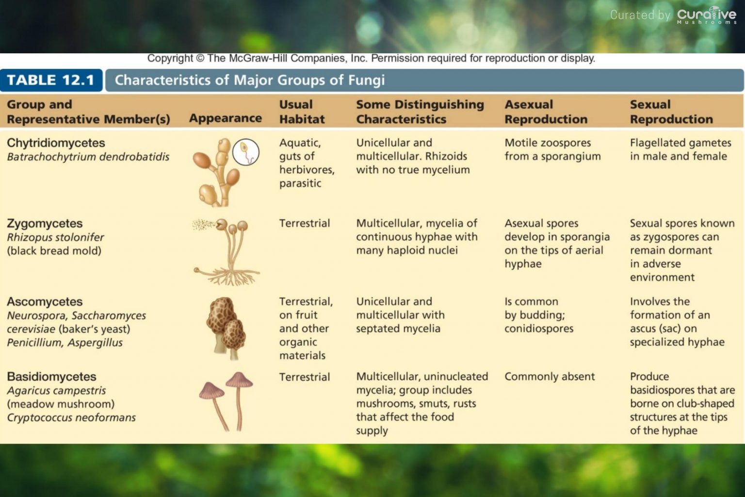 What is Mycelium Mushroom Mycelium Network & Definition