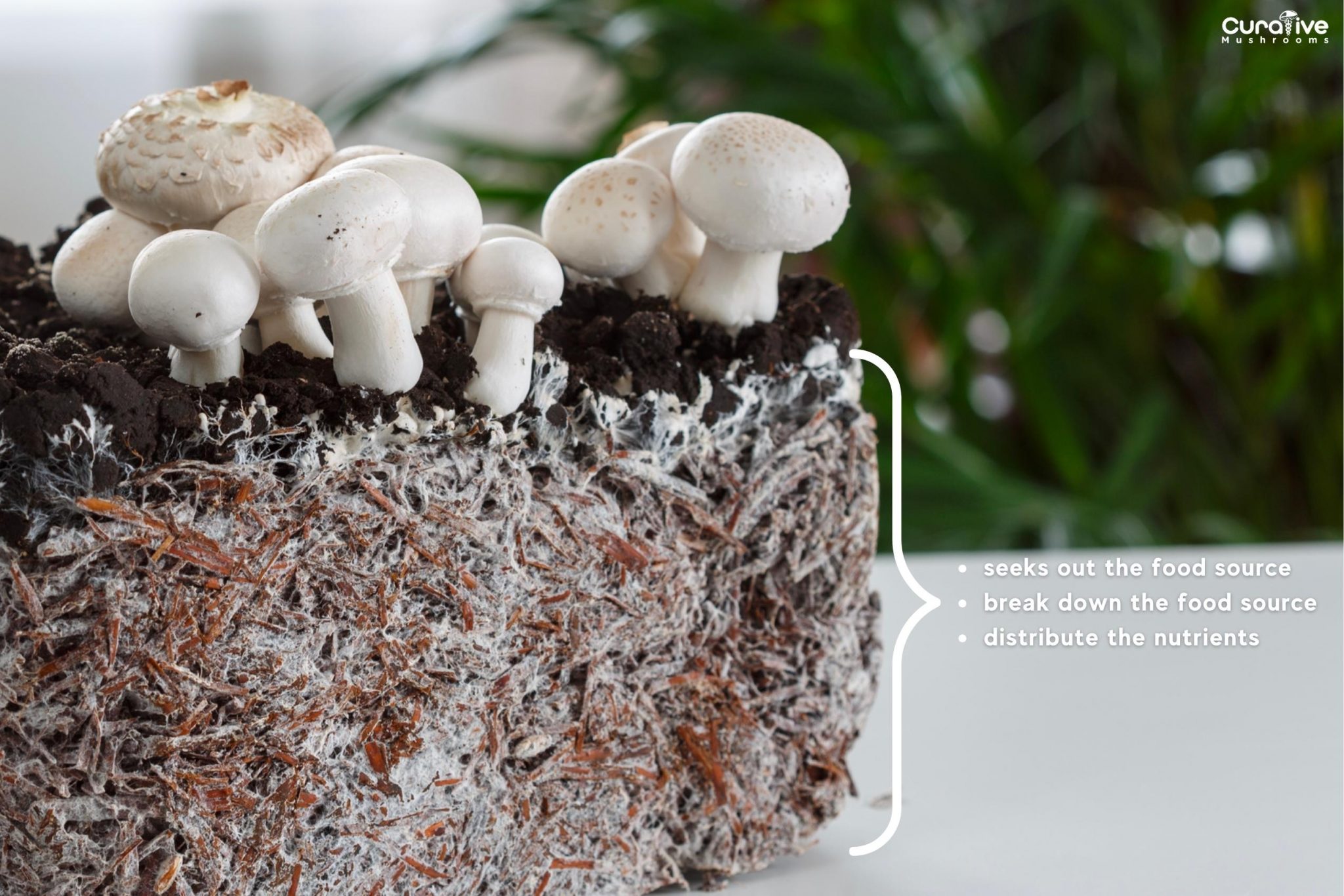 What is Mycelium Mushroom Mycelium Network & Definition