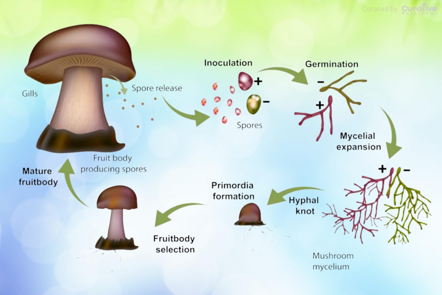 What is Mycelium Mushroom Mycelium Network & Definition
