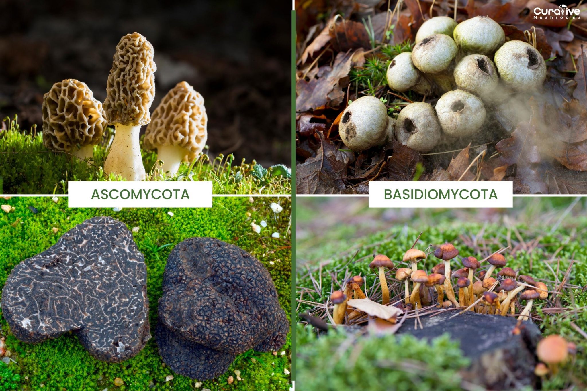 What is Mycelium Mushroom Mycelium Network & Definition