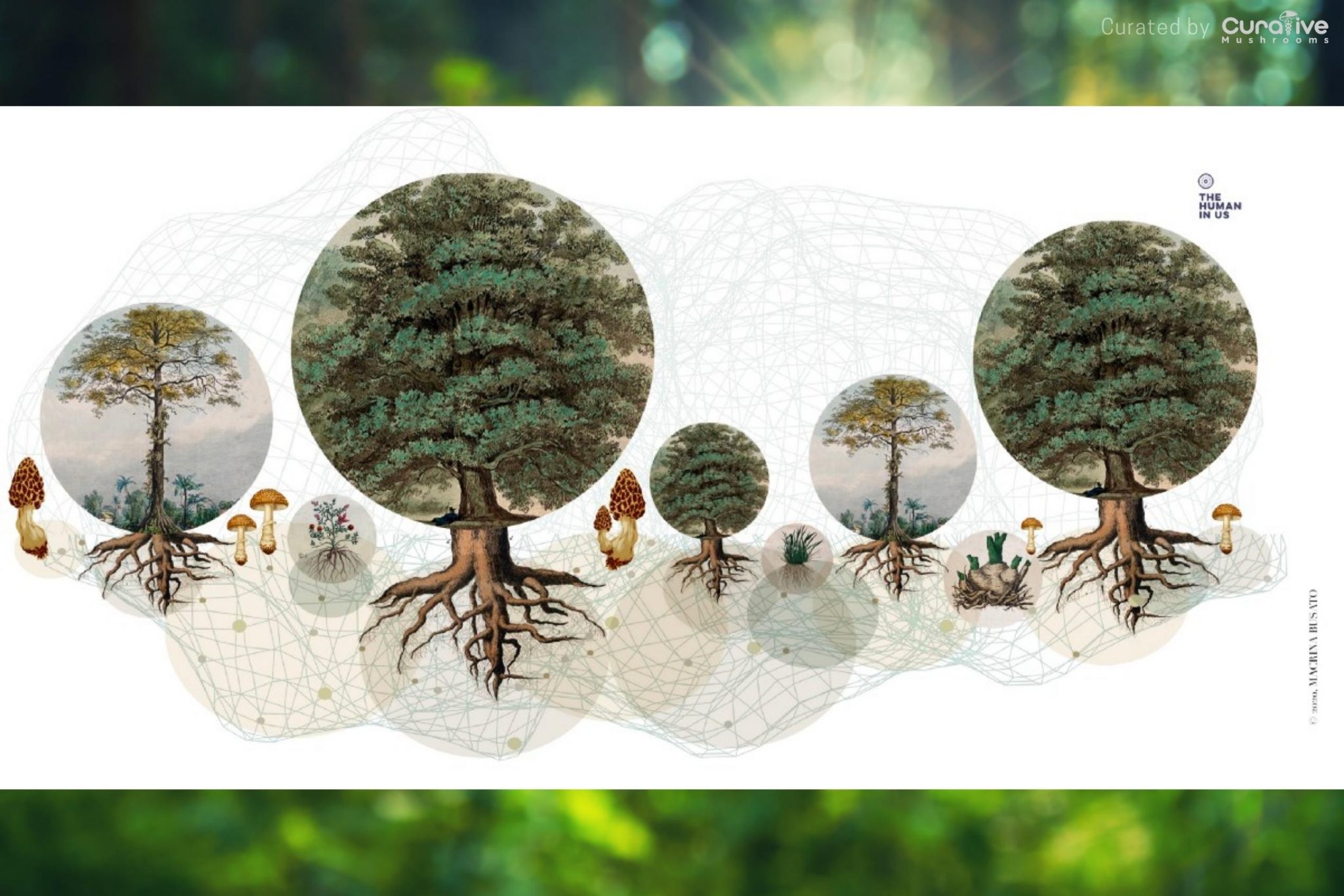 What is Mycelium Mushroom Mycelium Network & Definition