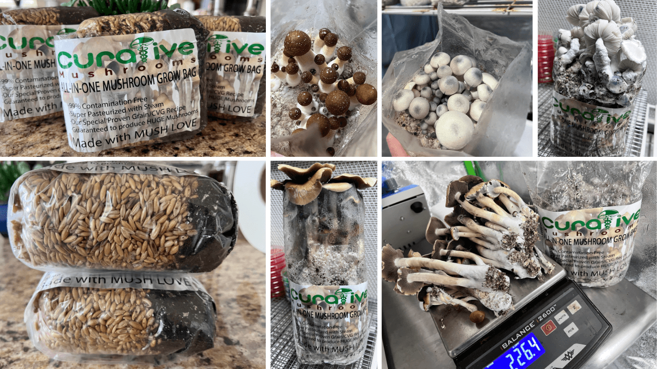 mushroom grow kit