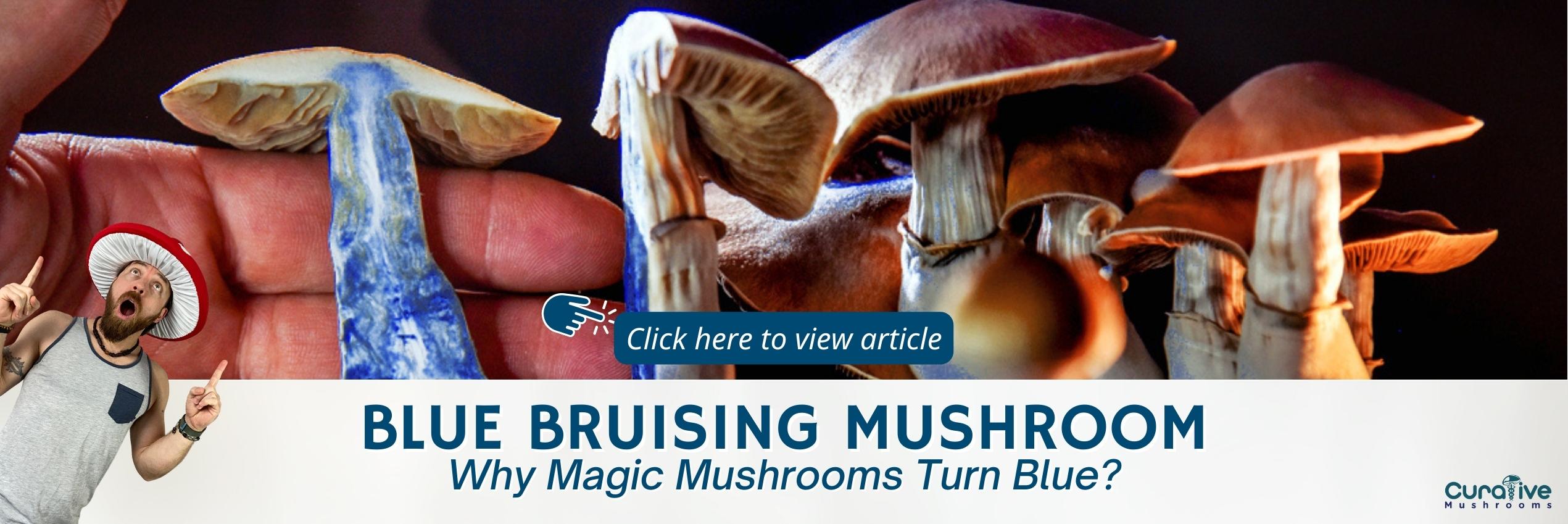 Blue Bruising Mushroom - Why Magic Mushrooms Turn Blue - Curative Mushrooms