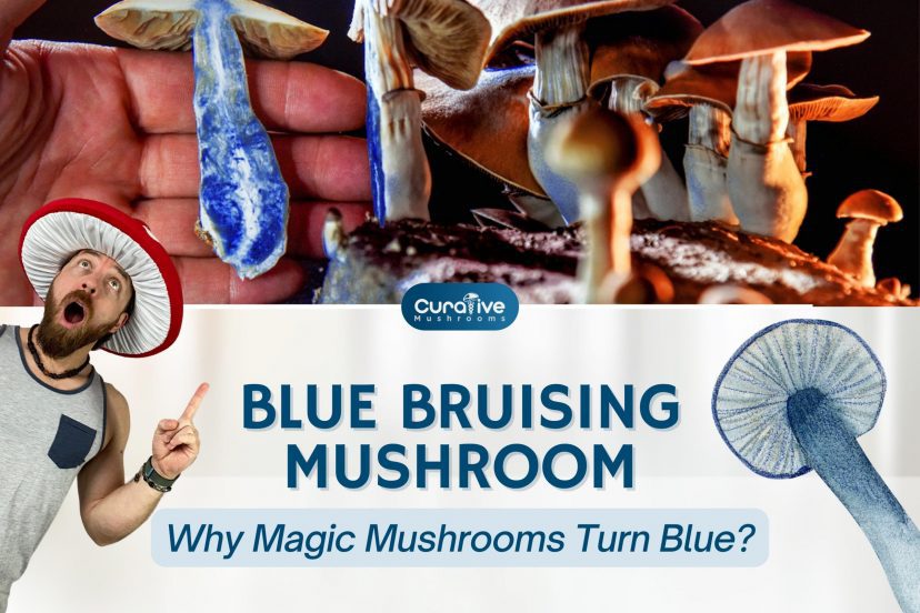 Blue Bruising Mushroom - Why Magic Mushrooms Turn Blue - Curative Mushrooms