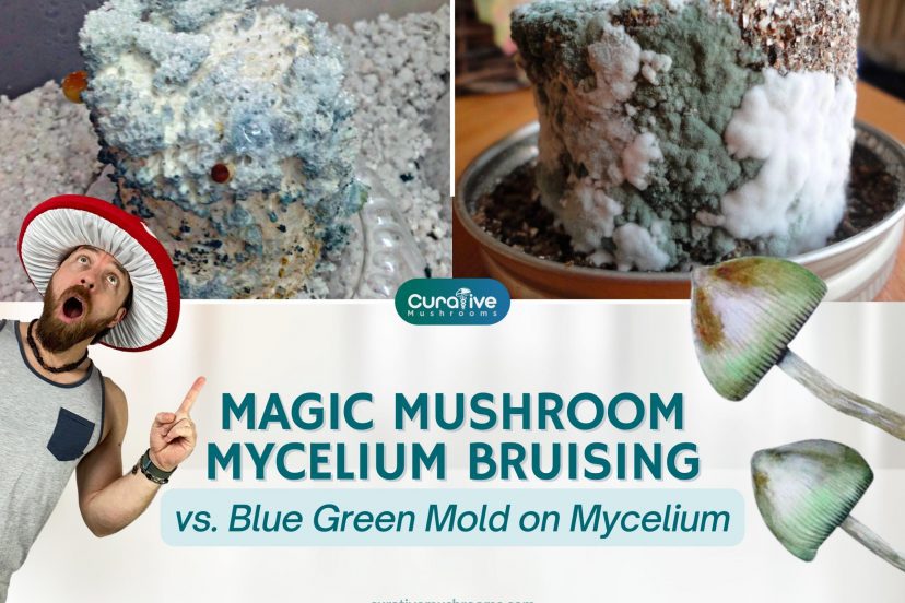 Magic Mushroom Mycelium Bruising Vs Trichoderma Blue Green Mold On Mycelium - Curative Mushrooms