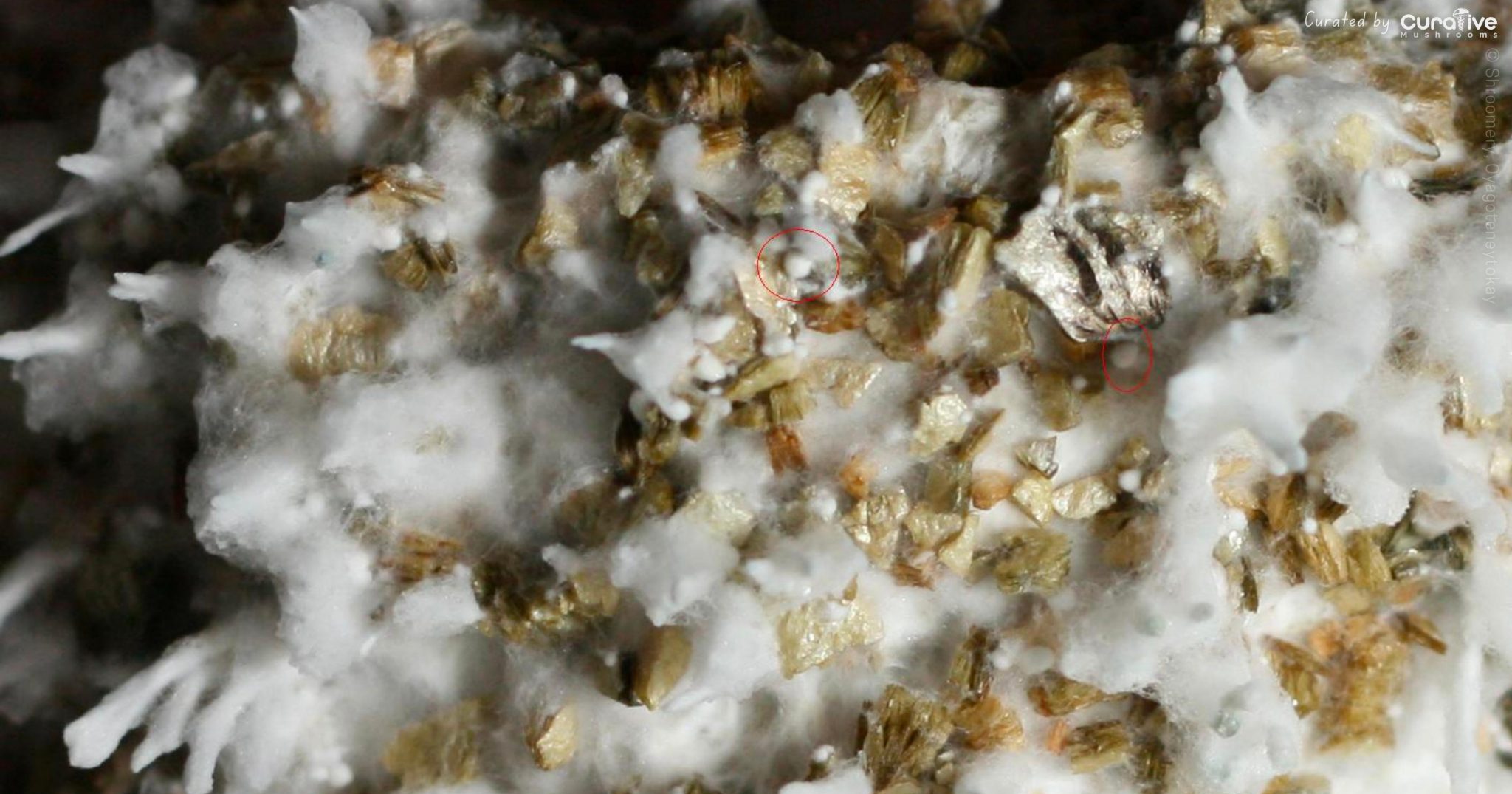 What Is Aerial Mycelium Meaning and Mushroom Pinning