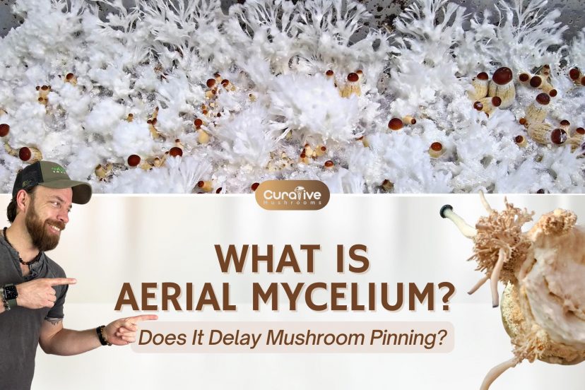 What Is Aerial Mycelium - Does It Delay Mushroom Pinning - Aerial Hyphae Or Vegetative Mycelium - Curative Mushrooms