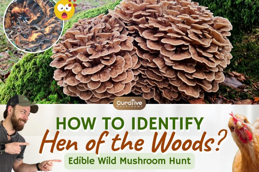 Hen of the Woods (Maitake Mushrooms) Identification Guide