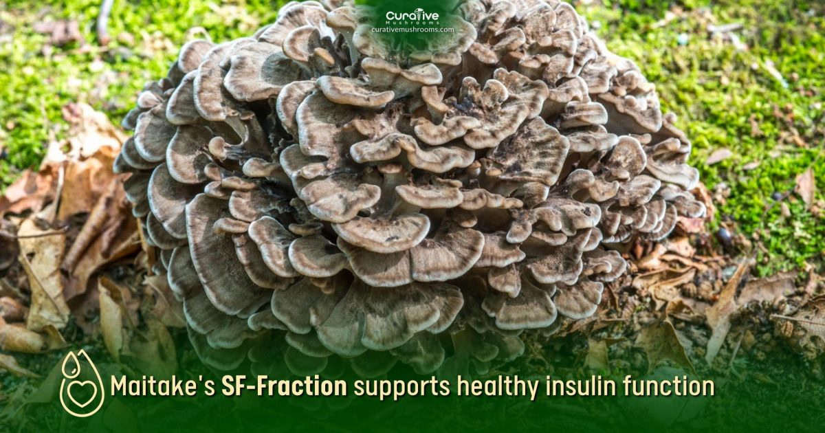 Maitake Mushroom Health Benefits & Nutrition Facts