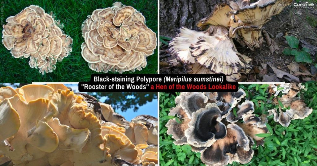 Hen of the Woods (Maitake Mushrooms) Identification Guide