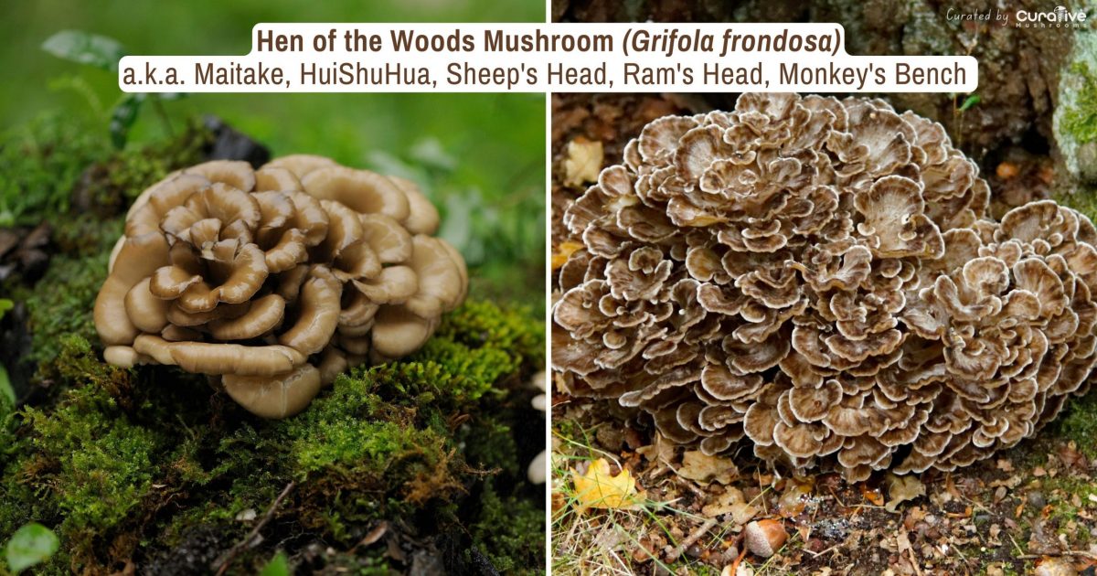 Hen of the Woods (Maitake Mushrooms) Identification Guide