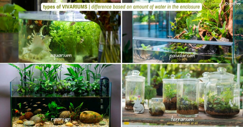 How to Make a Mushroom Terrarium Using Spore Kit