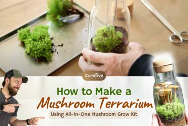 How To Make A Mushroom Terrarium Using All-In-One Mushroom Spore Grow Kit