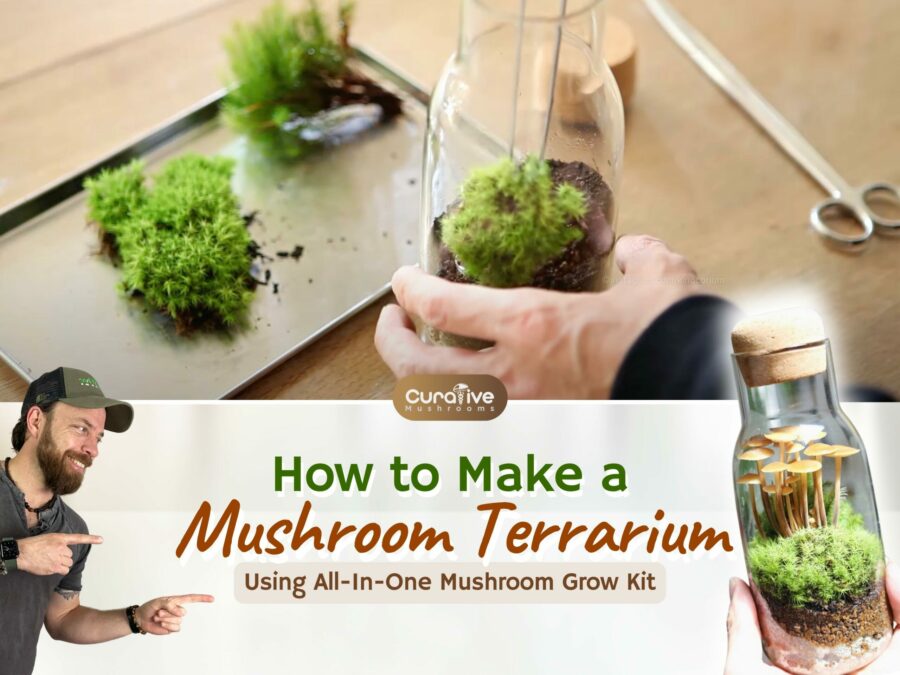 Build Your Own Terrarium Kit – Easy Growing