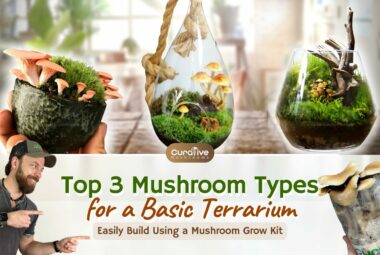 Top 3 Mushroom TypesMushrooms In Terrarium Glass | Top 3 Types You Can Easily Grow Using A Mushroom Grow Kit