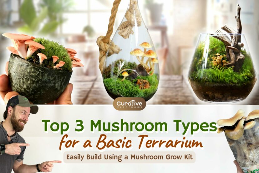 Top 3 Mushroom TypesMushrooms In Terrarium Glass | Top 3 Types You Can Easily Grow Using A Mushroom Grow Kit