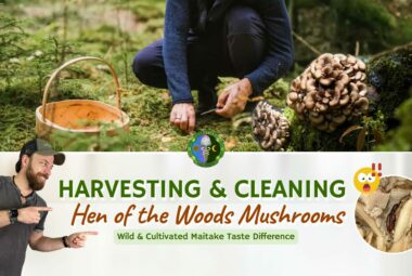 How To Clean Hen Of The Woods Harvesting Maitake Mushrooms - What Does A Maitake Mushroom Taste Like?